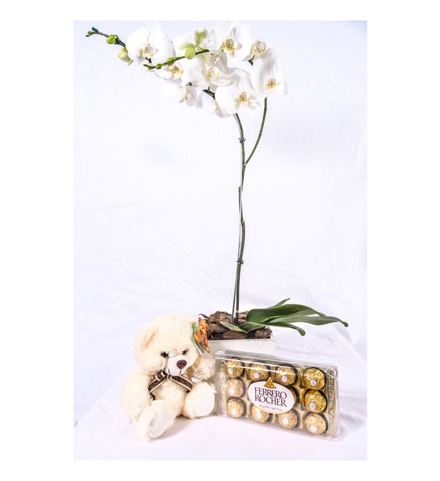 Orquídea Phaleanopolis Branca + Ferrero + Pelúcia